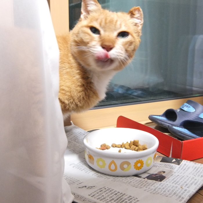 ラッキーさん　家猫化_f0050534_18413391.jpg