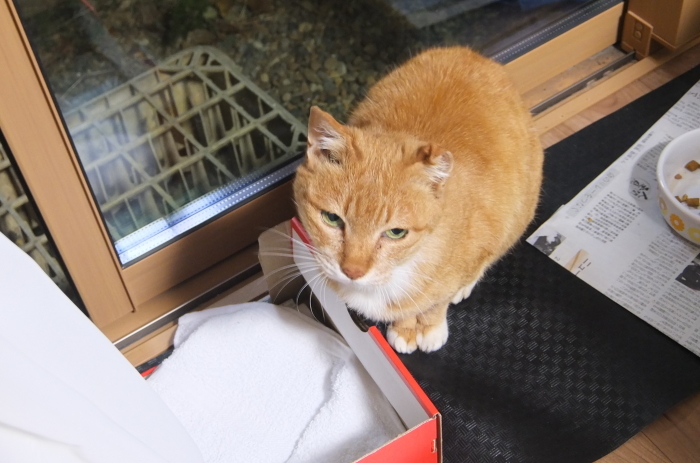 ラッキーさん　家猫化_f0050534_18414496.jpg