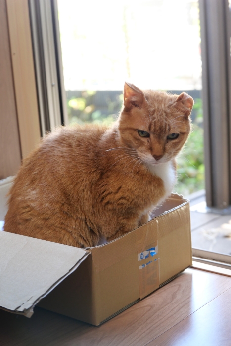 ラッキーさん　家猫化_f0050534_18415589.jpg