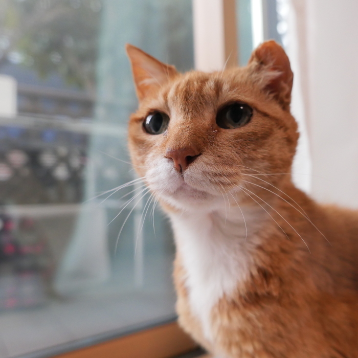ラッキーさん　家猫化_f0050534_18420051.jpg