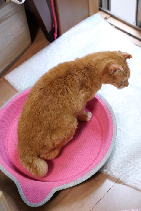 ラッキーさん　家猫化_f0050534_18420772.jpg