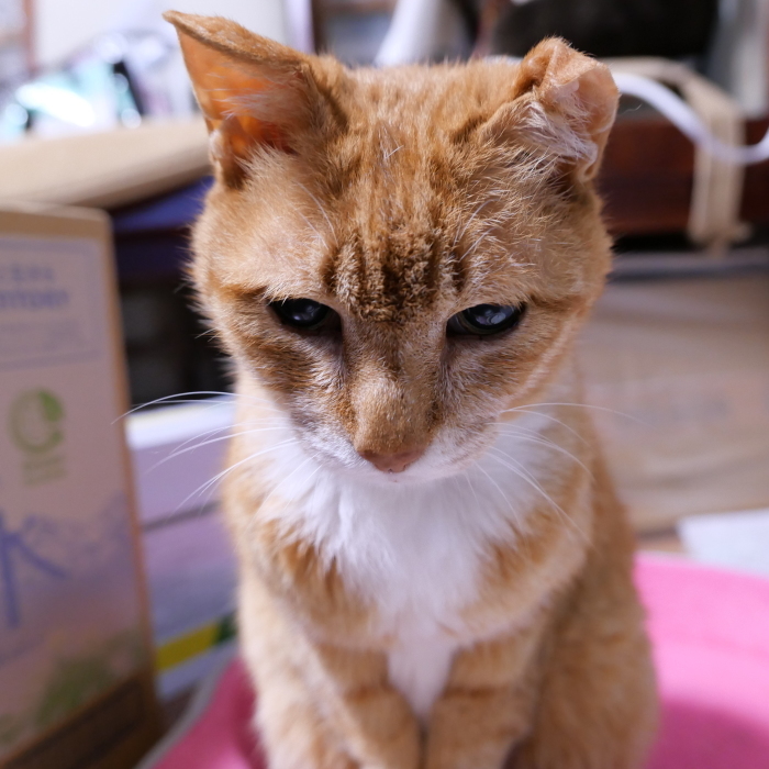 ラッキーさん　家猫化_f0050534_18421128.jpg
