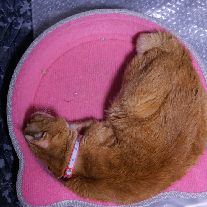ラッキーさん　家猫化_f0050534_18421591.jpg