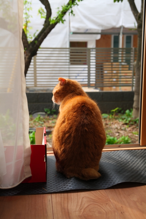 ラッキーさん　家猫化_f0050534_18422791.jpg