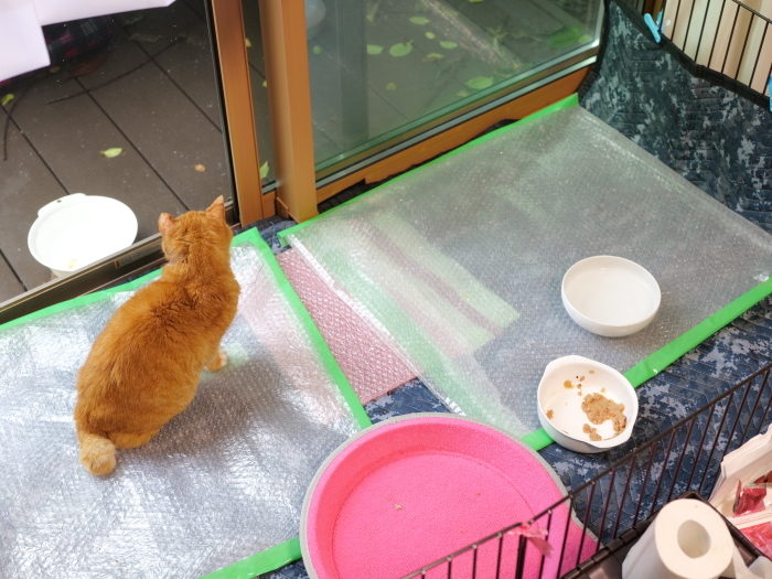 ラッキーさん　家猫化_f0050534_18423892.jpg