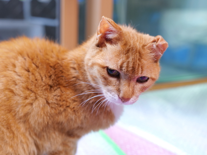 ラッキーさん　家猫化_f0050534_18424302.jpg