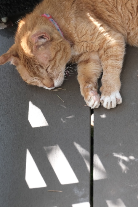 ラッキーさん　家猫化_f0050534_18425858.jpg
