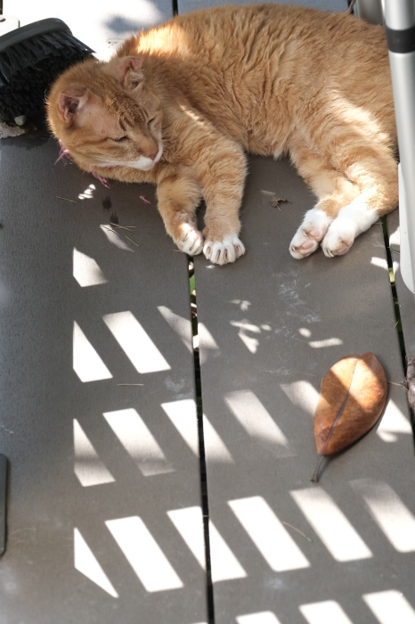 ラッキーさん　家猫化_f0050534_18430464.jpg