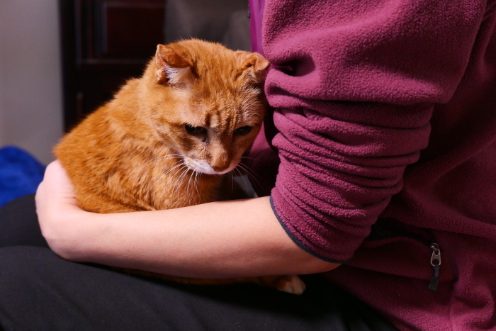 ラッキーさん　家猫化_f0050534_18435055.jpg