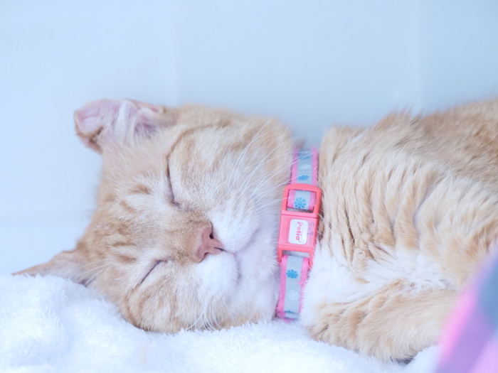 ラッキーさん　家猫化_f0050534_18462138.jpg