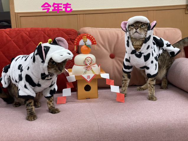 謹賀新年_c0006748_11501464.jpg