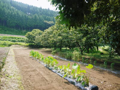 令和３年度　熊本産『天然ふきのとう』販売中止のお知らせ！イノシシに荒らされやむなく出荷を見送ります！_a0254656_17051840.jpg