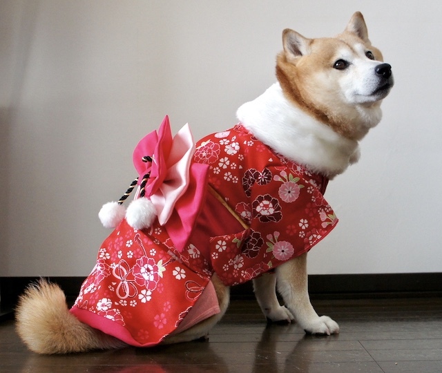謹賀新年 2021_b0274270_10290077.jpg