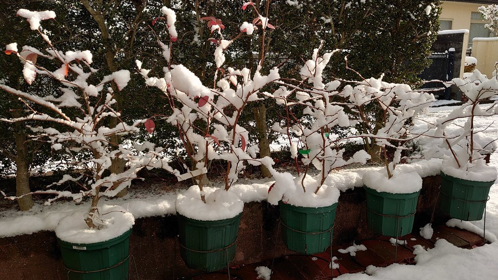 2021正月 鉢植えブルーベリーの冠雪 at 広島市_d0358272_09332472.jpg