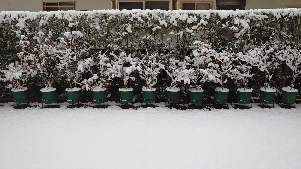2021正月 鉢植えブルーベリーの冠雪 at 広島市_d0358272_09333642.jpg