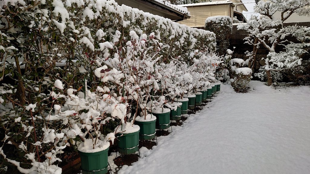 2021正月 鉢植えブルーベリーの冠雪 at 広島市_d0358272_09340975.jpg