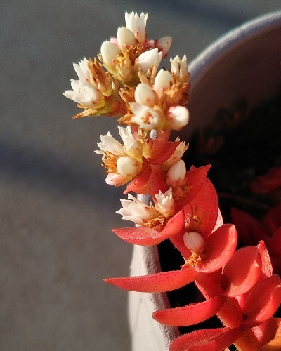 多肉植物 火祭り に花が咲きました 健気に育つ植物たち 多肉植物 火祭り に花が咲きました 健気に育つ植物たち