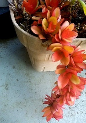 多肉植物 火祭り に花が咲きました 健気に育つ植物たち
