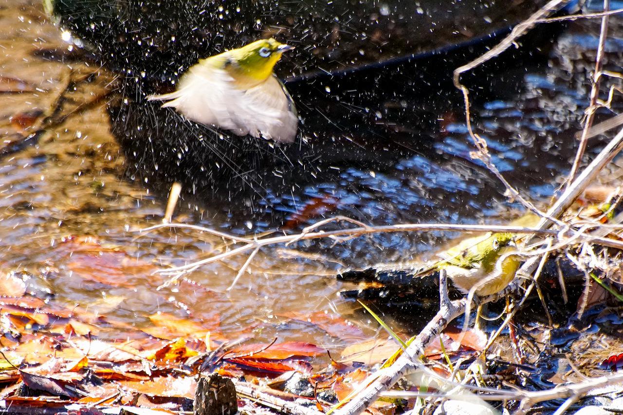 三が日は野川の鳥で終わる_b0225108_23073554.jpg