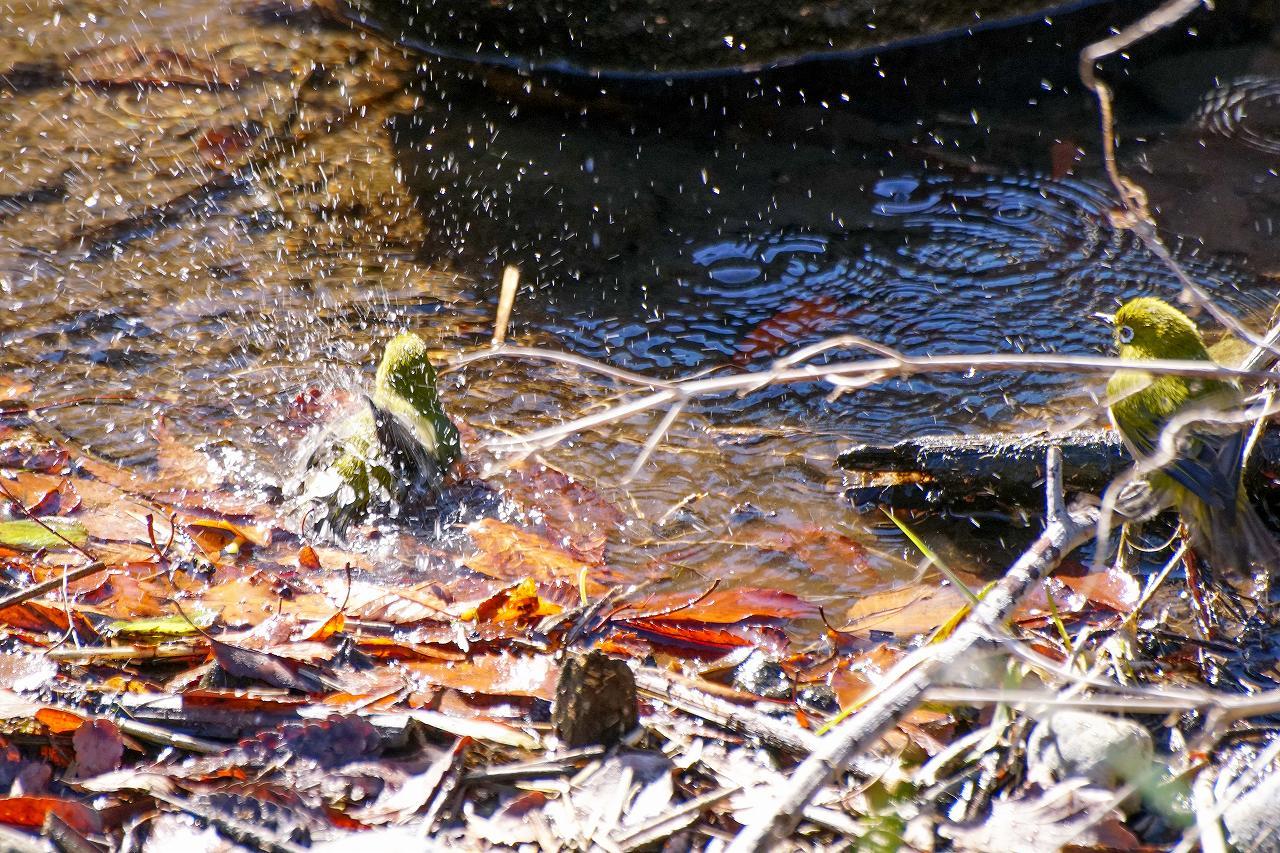 三が日は野川の鳥で終わる_b0225108_23073667.jpg