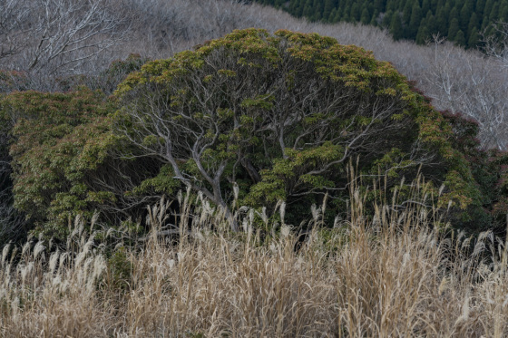 大分県九重町「坊ガツル」_a0096313_12124010.jpg