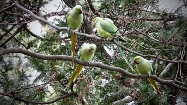 ワカケホンセイインコ V S アオゲラ 巣穴争い 世話要らずの庭