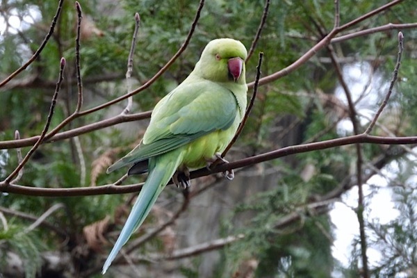 ワカケホンセイインコ V S アオゲラ 巣穴争い 世話要らずの庭