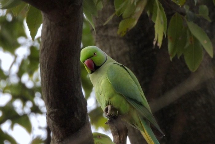 ワカケホンセイインコ V S アオゲラ 巣穴争い 世話要らずの庭
