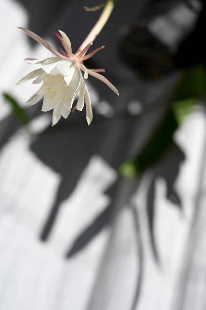 姫月下美人 - Epiphyllum pumilum_e0243332_14550291.jpg