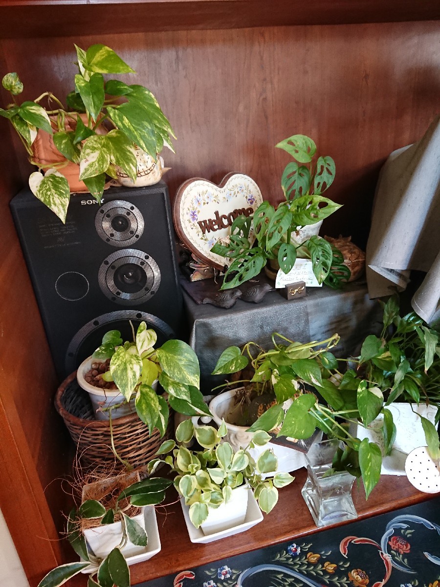 観葉植物と暮らす 優しい時間 観葉植物と暮らす 優しい時間