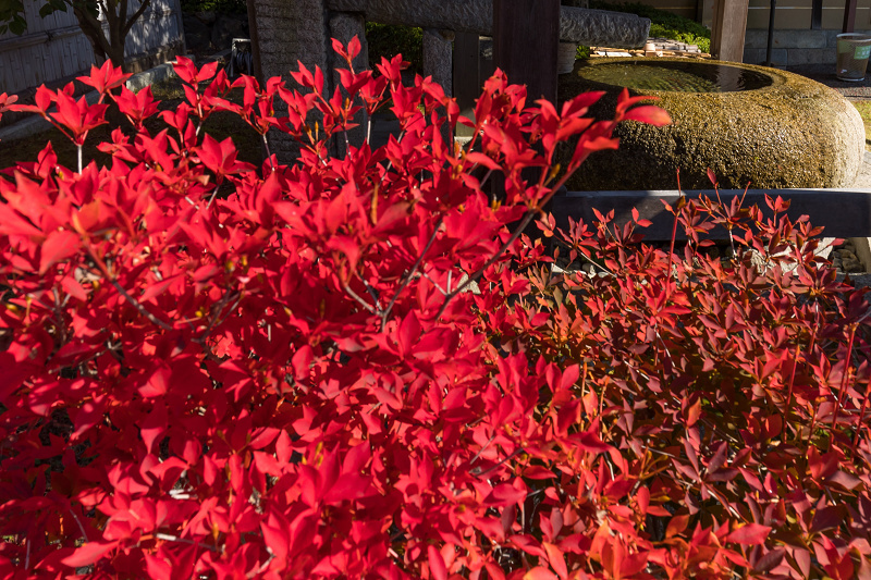 2020紅葉きらめく京都　妙満寺・艶秋_f0155048_20530134.jpg