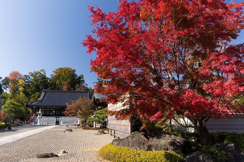 2020紅葉きらめく京都　妙満寺・艶秋_f0155048_20530561.jpg
