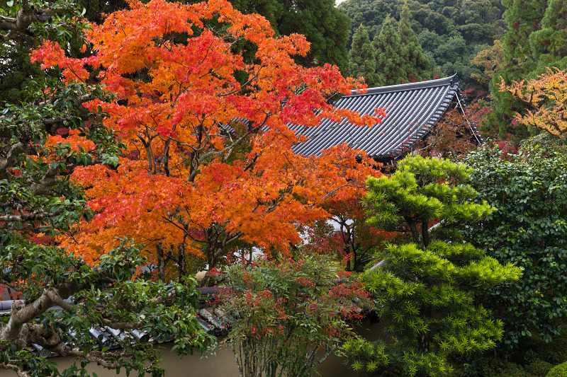 2020紅葉きらめく京都　艶秋・一休寺（方丈編）_f0155048_23025248.jpg