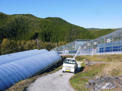 究極の柑橘「せとか」 令和3年の出荷も2月中旬より!完着しまもなく退色が始まります!_a0254656_17393112.jpg