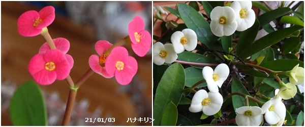 新年は今日から U君の帰京歓迎_c0051105_16344072.jpg