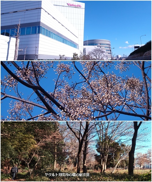 新年は今日から U君の帰京歓迎_c0051105_17095596.jpg