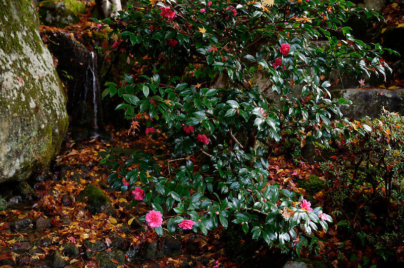 2020湖東の紅葉遠征・其の三(百済寺)_f0032011_12455730.jpg