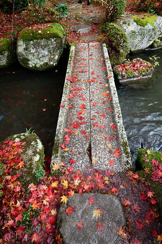 2020湖東の紅葉遠征・其の三(百済寺)_f0032011_12455806.jpg
