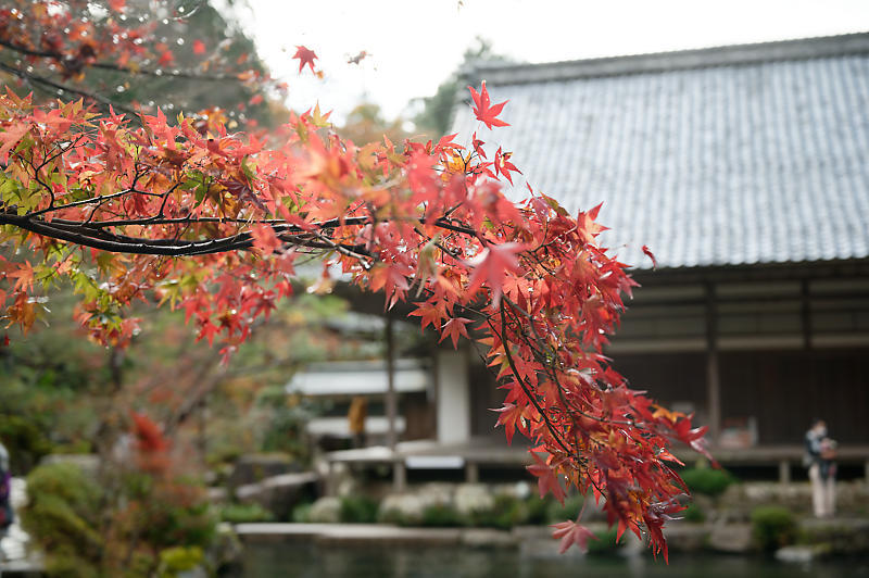 2020湖東の紅葉遠征・其の三(百済寺)_f0032011_12455902.jpg