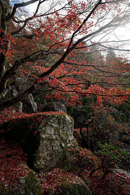 2020湖東の紅葉遠征・其の三(百済寺)_f0032011_12455972.jpg
