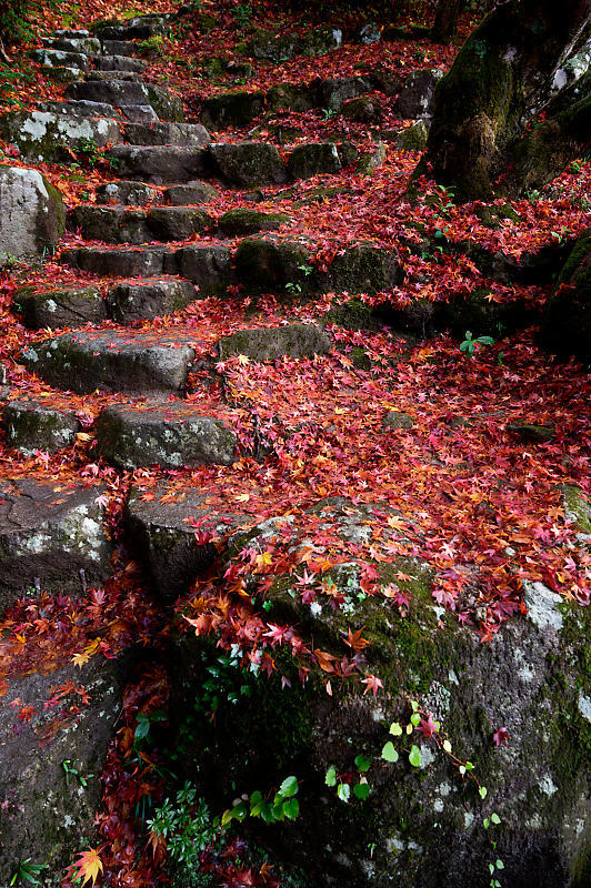 2020湖東の紅葉遠征・其の三(百済寺)_f0032011_12455984.jpg