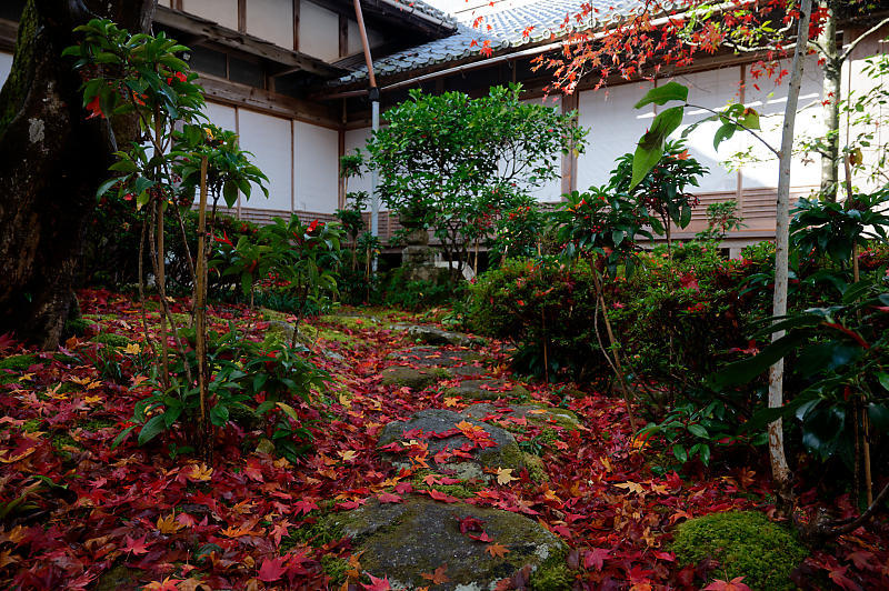 2020湖東の紅葉遠征・其の三(百済寺)_f0032011_12455989.jpg