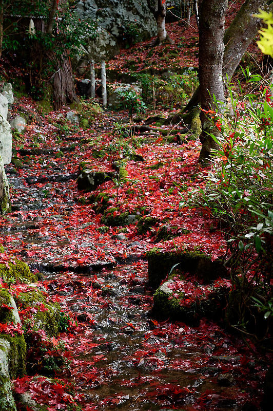 2020湖東の紅葉遠征・其の三(百済寺)_f0032011_12481665.jpg