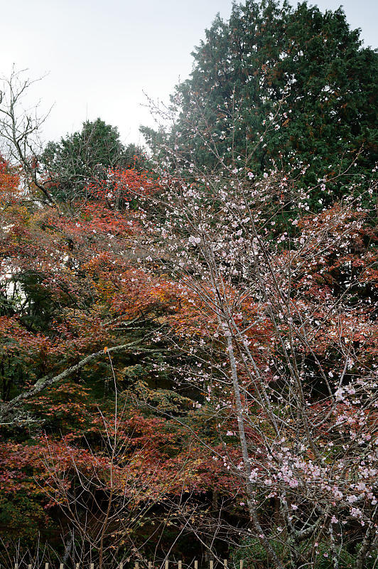 2020湖東の紅葉遠征・其の三(百済寺)_f0032011_12481712.jpg