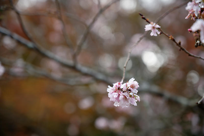 2020湖東の紅葉遠征・其の三(百済寺)_f0032011_12481799.jpg