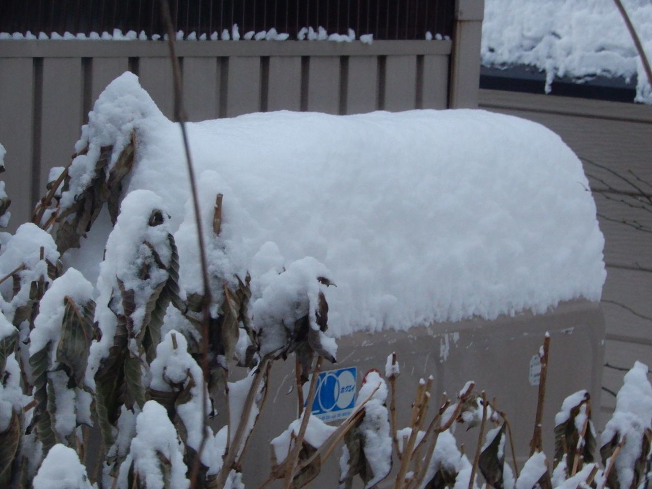 今季一番の降雪_c0025115_21525065.jpg