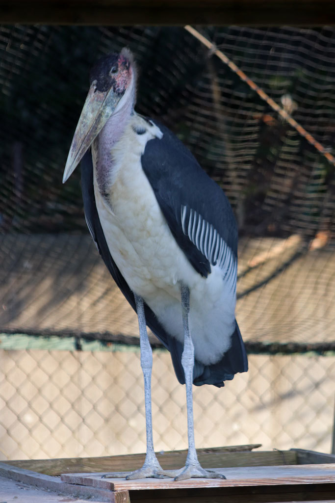 ハシビロコウ じっと しずか とアフリカハゲコウ 千葉市動物公園 December 19 続々 動物園ありマス