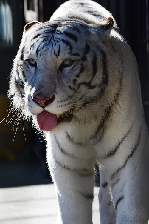 2021.1.2 宇都宮動物園☆ホワイトタイガーのアース王子＆シラナミ姫【White tiger couple】_f0250322_19144807.jpg