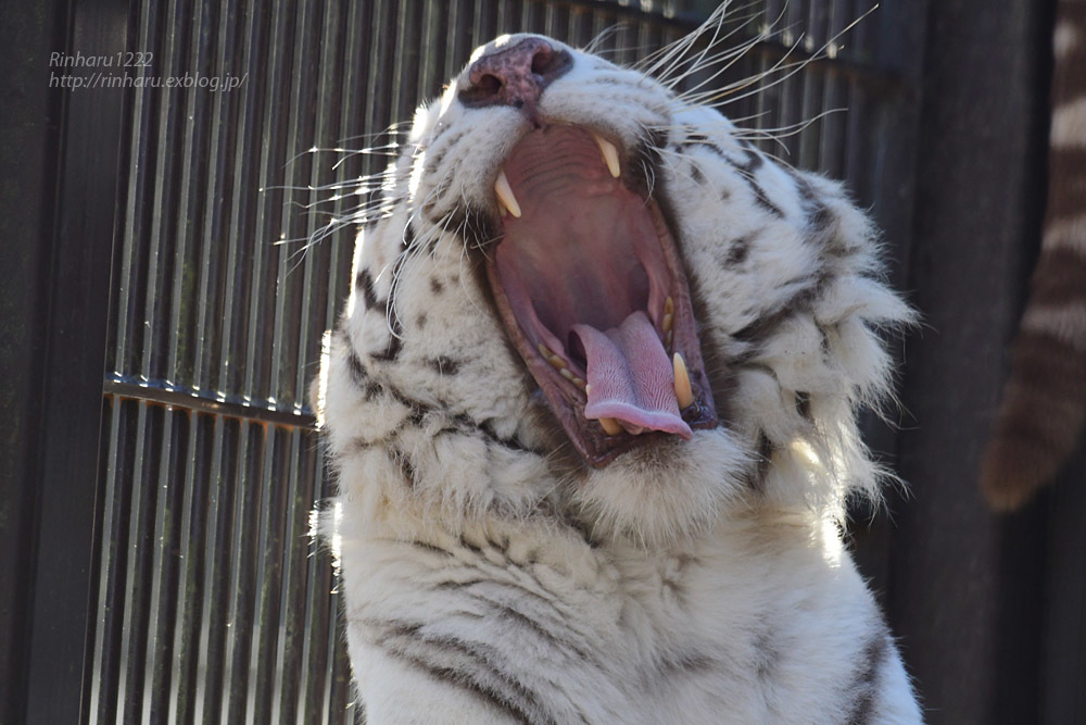 2021.1.2 宇都宮動物園☆ホワイトタイガーのアース王子＆シラナミ姫【White tiger couple】_f0250322_19154200.jpg