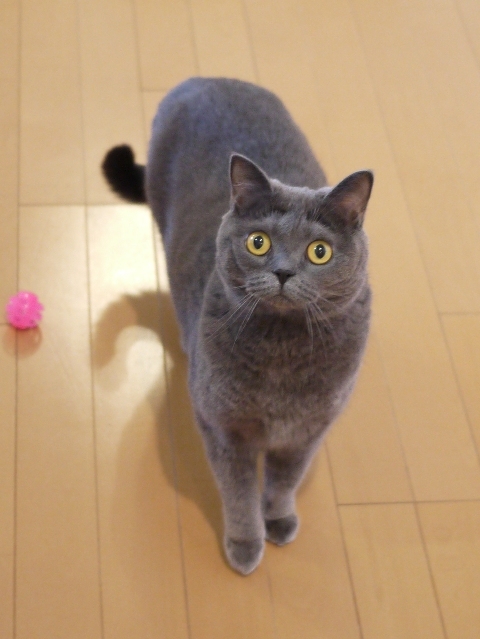 猫のお留守番 ちゃちゃちゃん編。_a0143140_19154193.jpg
